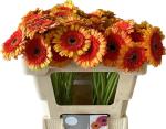 Vollsortiment Gerbera mini DECORA, 1 Stiel